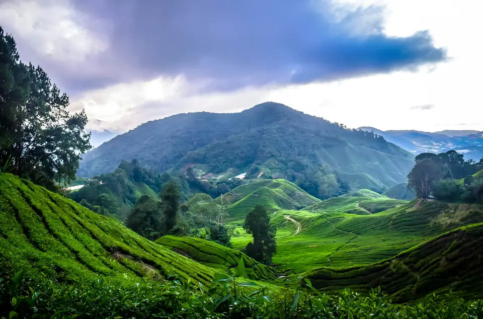 Green tea hills under white clouds in Cameron Highlands